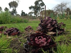 Radicchio growing in the extensive garden