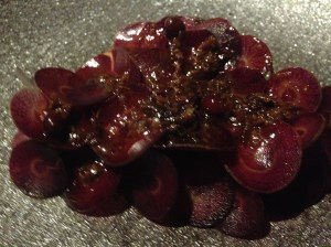 Salted Red Kangaroo and Bunya Bunya